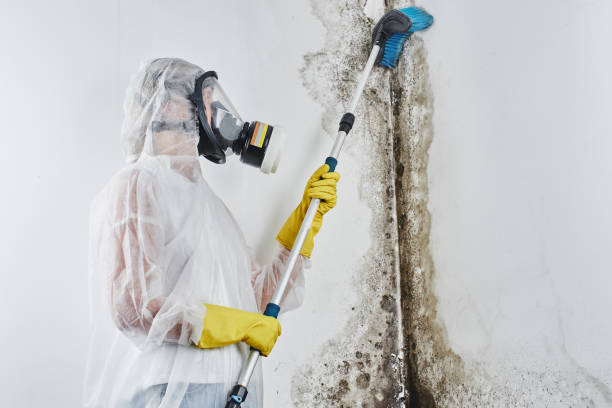 Best Mold Odor Removal Services in USA